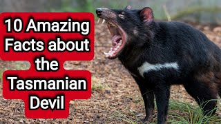 10 Amazing Facts about the Tasmanian Devil [upl. by Fawna988]