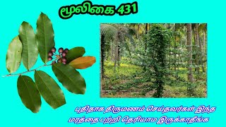 காட்டு நெட்டிலிங்கம் Kattu nettilingam  Polyalthia suberosa  corky debber tree  அலசல்  Alasal [upl. by Clemmie]