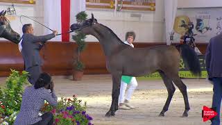 Italian Nationals 2019  Yearling Colts Class 4A [upl. by Nolra]