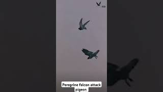 Peregrine falcon attack pigeon 🐦 Short video Falconlover5 [upl. by Racso]