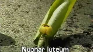 spatterdock  cow lily Nuphar lutea subsp advena [upl. by Anamor]