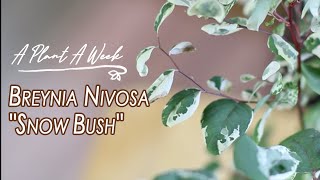 Breynia nivosa quotSnow Bushquot Care  A Plant A Week [upl. by Atterehs]