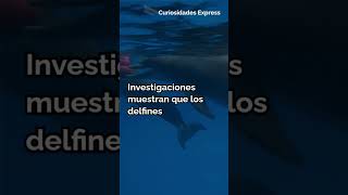 Los Delfines y sus Nombres Comunicación Fascinante en el Agua [upl. by Maximo]