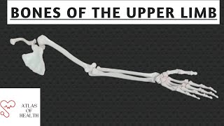 BONES OF THE UPPER LIMB [upl. by Nyladnor]