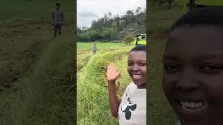 We are using machines to harvest the rice this year👏 [upl. by Yllah273]