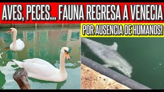 Peces Delfines y Cisnes Regresan a Venecia ⭕ Noticias Internacionales [upl. by Gustafson]