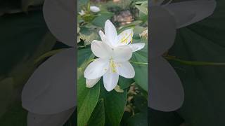 Kachnar Bauhinia variegata Flowering Tree [upl. by Johna158]