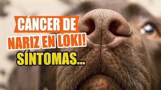 CÁNCER de NARIZ en PERROS 🐶👇Síntomas Causas y Tratamientos [upl. by Reginald]