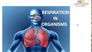 Class notes respiration in organisms session 1 for 7th cbse science [upl. by Enaerb]