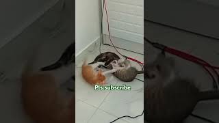 cat funny 🤣🤣🤣 video entertainment video pls subscribe my channel [upl. by Dev744]