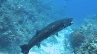 Barracuda Devours Lionfish [upl. by Jenness409]