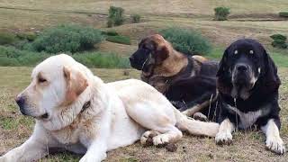 10 Best Livestock Guardian Dogs In The World [upl. by Inat]