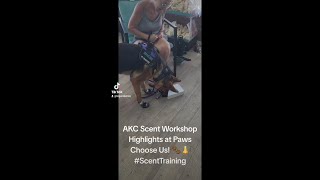 Legend Acres AKC Scent Workshop Highlights at Paws Choose Us [upl. by Sirromed]