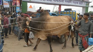 Bhai Koto Nilo Gabtoli Gorur Haat 2023  Show 16  Qurbani Cow Price in Bangladesh  Haat Update [upl. by Valley]