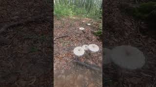 Parasol mushroom Macrolepiota procera [upl. by Aleuqahs172]