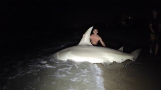 Giant 14ft Hammerhead Caught off the Beach [upl. by Aehsal]