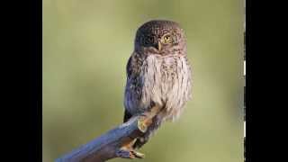 Glaucidium passerinum Eurasian Pygmy Owl 9 Contacting voices of owlets [upl. by Kawai]