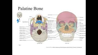 Dr Benaduce Facial bones Axial Skeleton Lecture [upl. by Nissie]