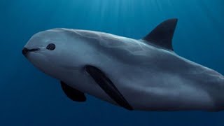 Facts The Vaquita The Worlds Most Endangered Marine Mammal [upl. by Inva552]