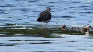 Lapwing video [upl. by Alyssa595]