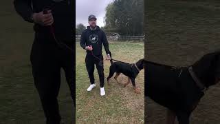 Lead Holding Techniques For Easy Control dog training rottweiler [upl. by Magas]