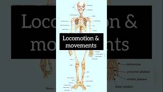 Locomotionamp movements💀 shortnotes neet biology shortsfeed shorts [upl. by Nolitta483]