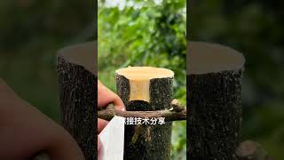 grafting technique grafting grafting knife reels viralvideo short love farming fruitcutting [upl. by Pegg]