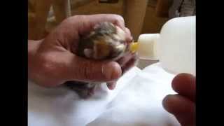 Bottlefeeding a Bengal kitten baby [upl. by Aneen]