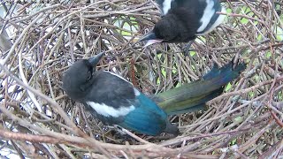 240718 magpies chicks and adults mid July update [upl. by Ynatsed]