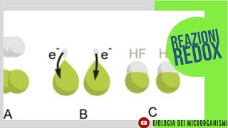 REAZIONI REDOX NELLA CELLULA VIVENTE 12 [upl. by Eirelav798]