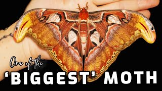 Attacus Atlas Moth  One of the BIGGEST MOTHS in the WORLD hatched [upl. by Altis]