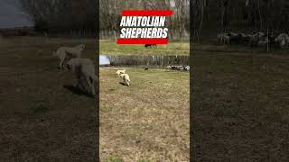 Best Livestock Guardian Dog Breed  Anatolian Shepherd [upl. by Anawat27]