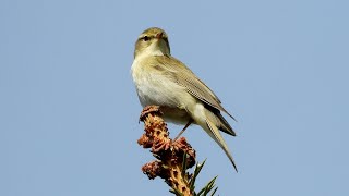 Piecuszek i pierwiosnek  porównanie śpiewu  Willow Warbler and Chiffchaff  songs comparison [upl. by Yentihw]