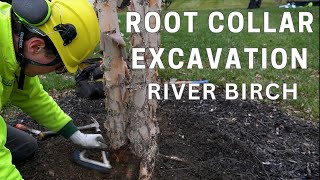 Root Collar Excavation River Birch [upl. by Kazim]