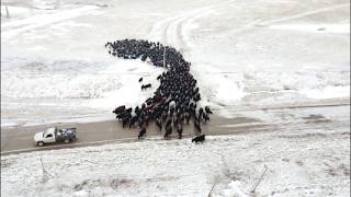 Moving Herd of Cattle Over 4 Miles with 3 Hangin Tree Cowdogs  Dagley Ranch Life Episode 10 [upl. by Enrique]