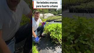 Plantas de frutos rojos para hacer un buen huertourbano [upl. by Nikolos]