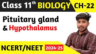 Class 11 Biology  Pituitary Gland amp HypothalamusChemical Control and Coordination  neet 2025 [upl. by Norri]