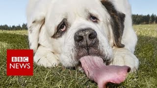 The dog with the worlds longest tongue  BBC News [upl. by Milon]