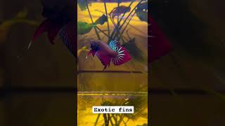 Wild Plakart Betta Fish  wildlife bettafish shorts [upl. by Sucirdor321]