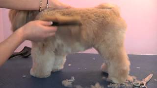 Grooming Guide  Lhasa Apso Pet or Salon Trim  Pro Groomer [upl. by Melleta821]