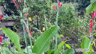 Nature सर्वदा फूल  Sarbada Phool  Canna Indica in Nepal [upl. by Akemad]