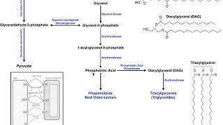 Lipid Biosynthesis  Biosynthesis of Phosphatidic Acid and Triacylglycerols [upl. by Suoicerpal]