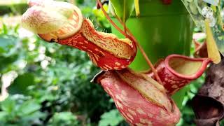 NEPENTHES ALATA PLANTSTROPICAL PITCHER [upl. by Anua]