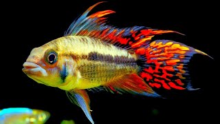 Top 5 Centerpiece Fish for your small to medium sized Community Aquarium [upl. by Eiramasil]