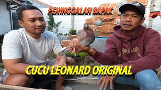 DI JUAL  TRAH MERPATI BALAP CUCU LEONARD amp INDUKAN RING IWAN MAKITA ASLI ORIGINAL [upl. by Fong370]