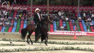 Paso Fino  Los 8 Mejores Caballos De la Copa Ciudad de Medellin [upl. by Ellehsat]