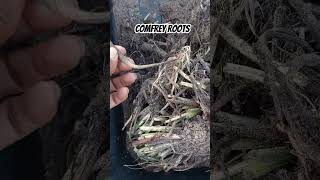 Propagating Comfrey georgiagarden gardenshorts backyardgardening [upl. by Oiramel189]