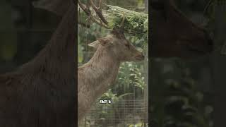 Fascinating Deer Facts A CloseUp Look at Their Feeding Habits 🦌 [upl. by Atirec]