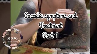 Coccidia Symptoms and Treatment for Chicks [upl. by Ellita]