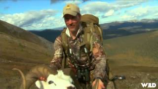 The Zone  James Brion Bio Dall Sheep [upl. by Fidelity291]